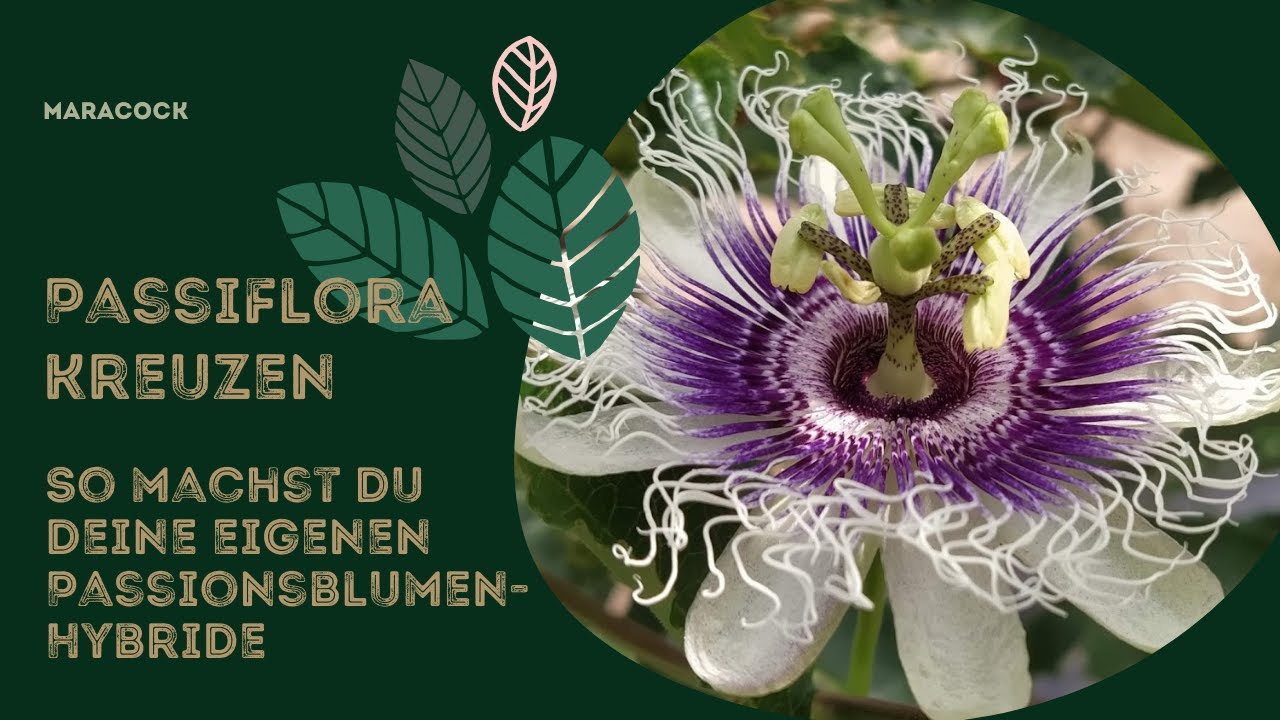 Passionsblumen kreuzen - So machst du deine eigenen Passiflora-Hybride