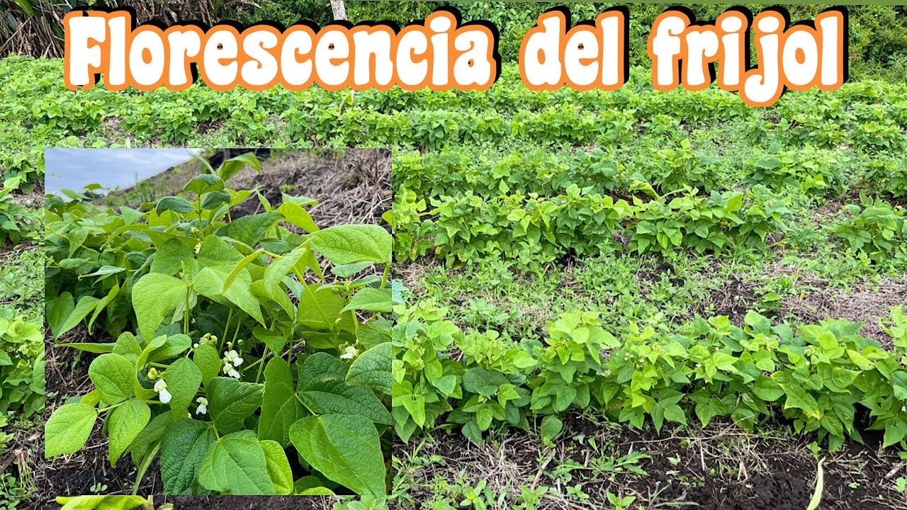 Fertilización para el pegue de la flor del frijol