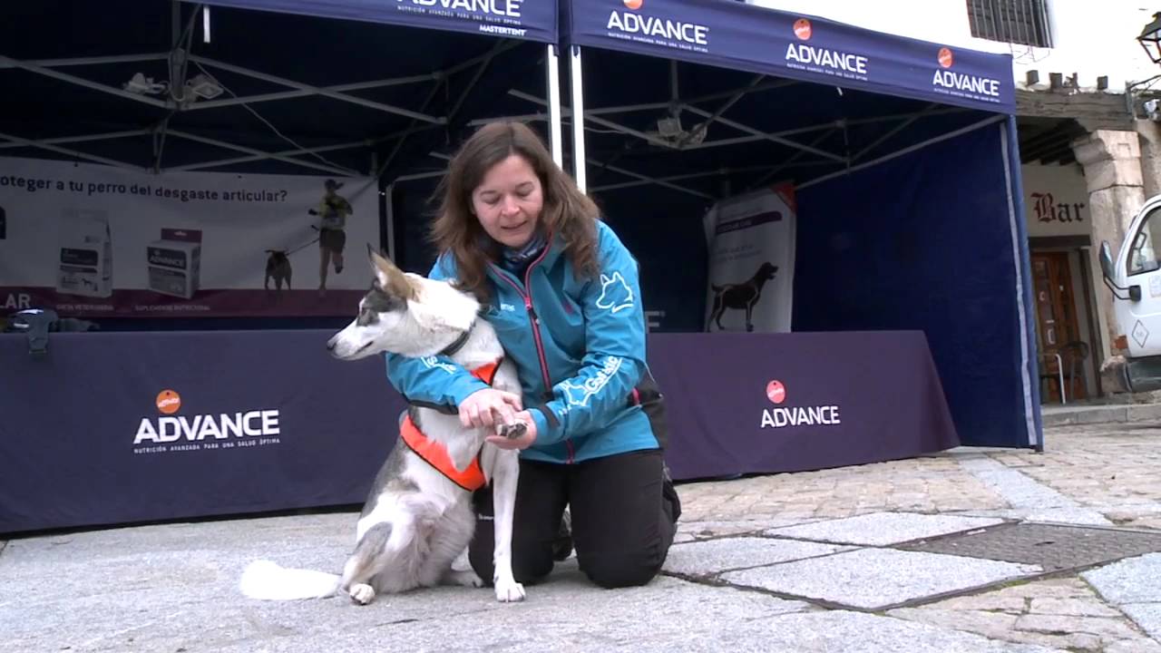 VET GOS ÀRTIC   el cuidado de las patas