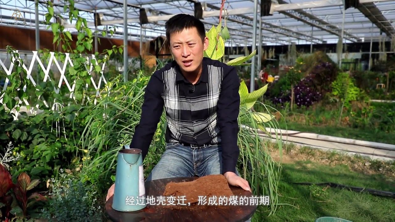 月季基质介绍——椰糠【天狼说月季】