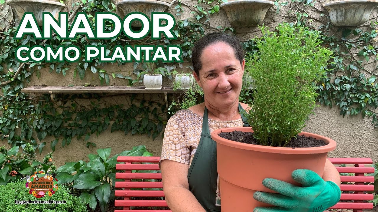Como Plantar Anador - Uma Planta Para Ajudar Sua Saúde