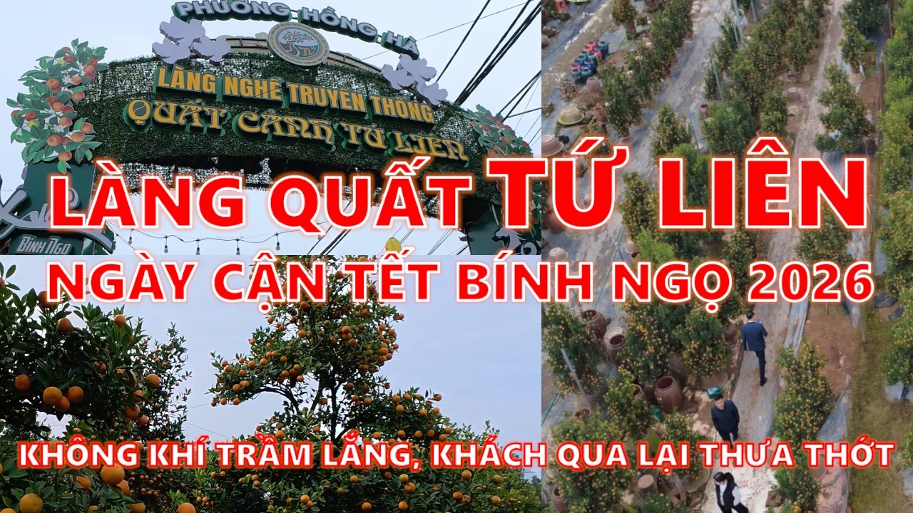 Làng quất Tứ Liên ngày cận Tết Bính Ngọ 2026 | Không khí mua bán trầm lắng
