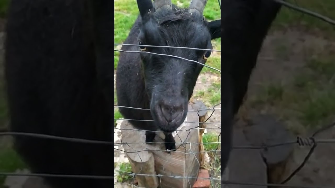 kein Bock bockig sein was sagt ein ZIegenbock dazu echter Bockmist