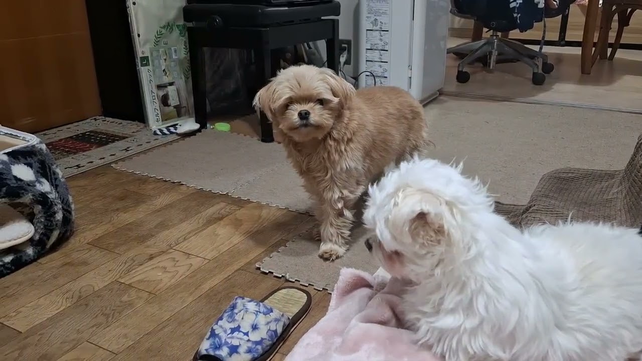 犬_20260211
