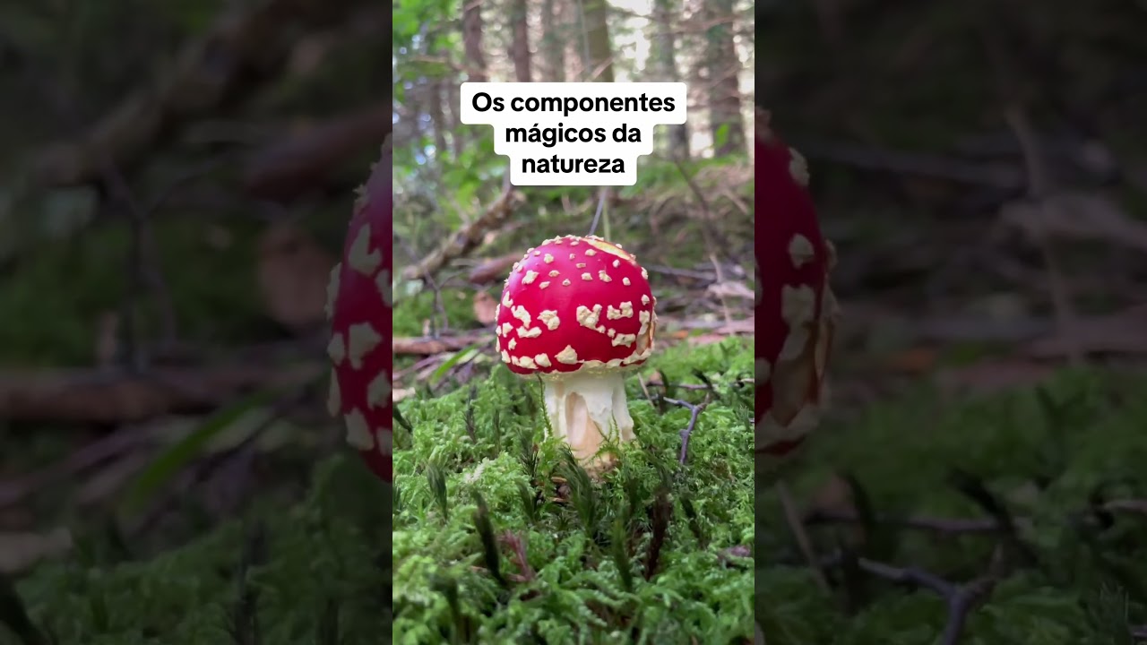Magos procuram componentes | RPG NA NATUREZA 