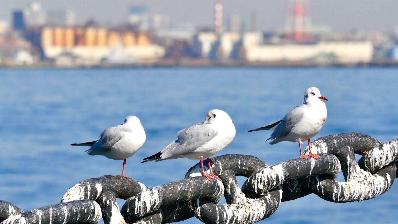サボテンの花（歌詞付き）財津和夫
