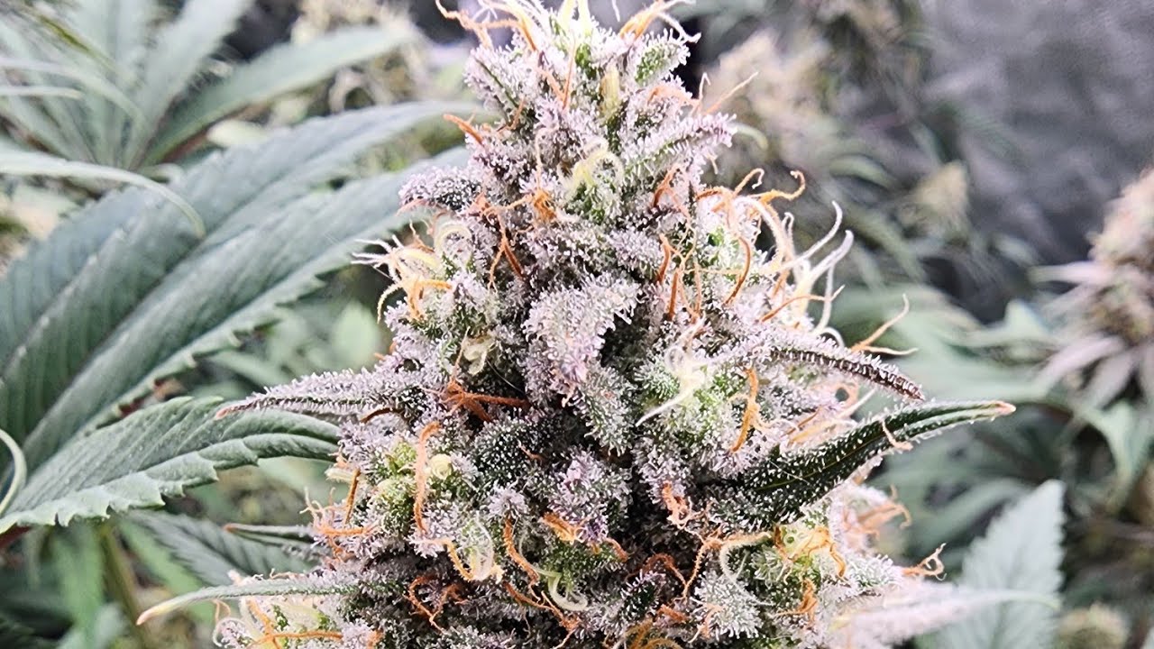 Ethos Genetics Member Berries!!!