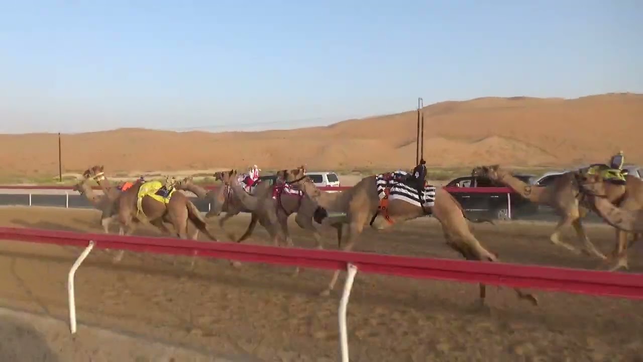 الشوط 8:-  (كحال) ل: هادف محمد بن حريحر المزروعي توقيت 3.01.39