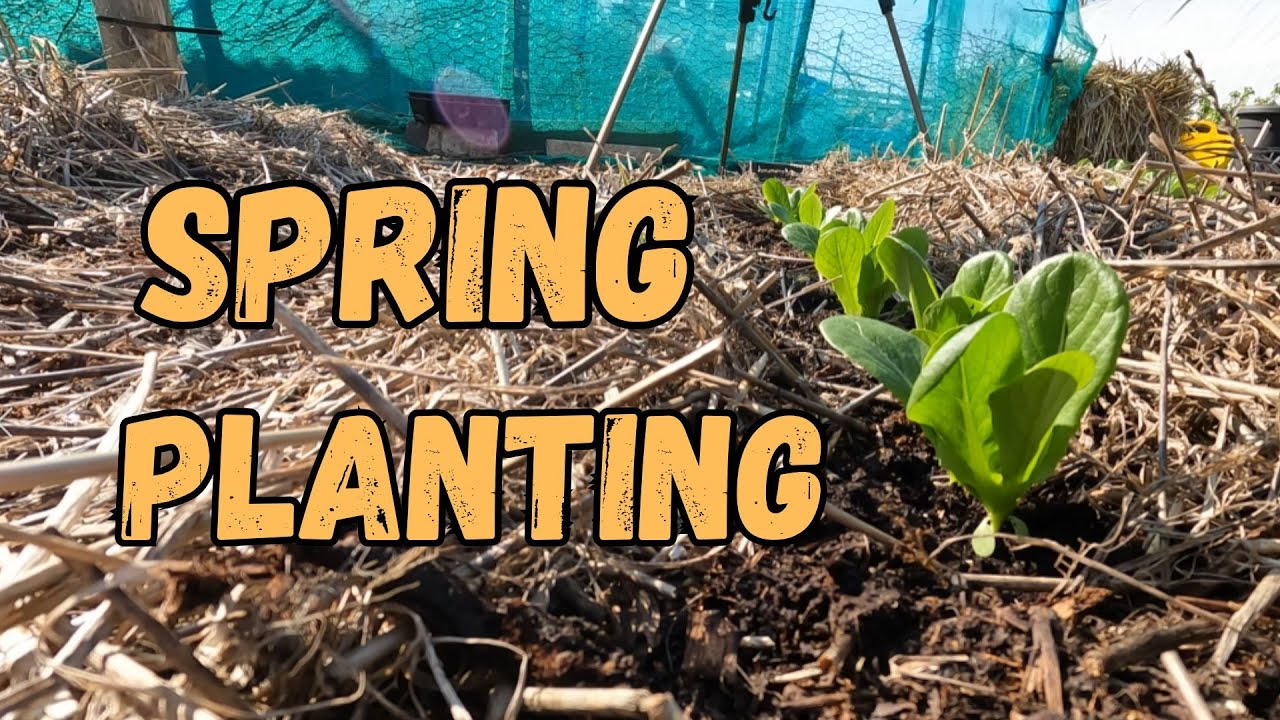 Planting Hardy Vegetables In Early Spring.