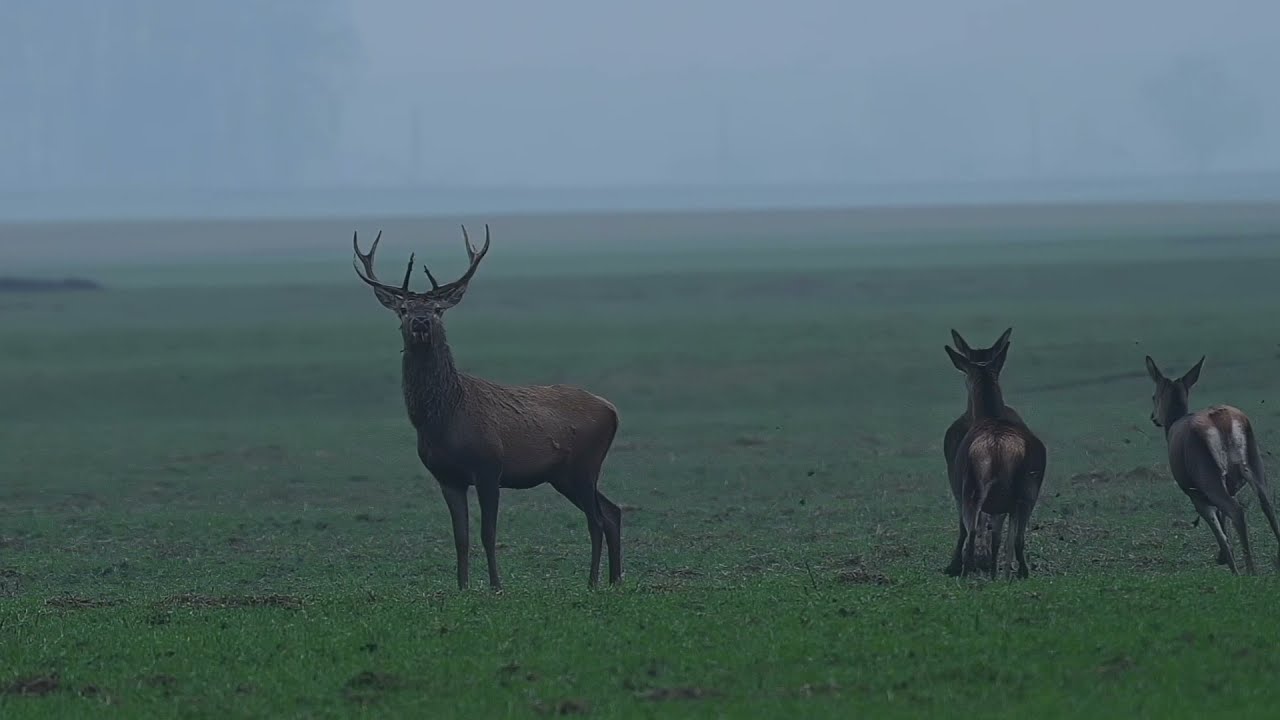 The beauty of a running deer in slow motion. Handheld Nikon Z7 footage