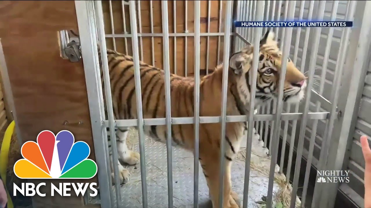 Missing Tiger In Texas Found