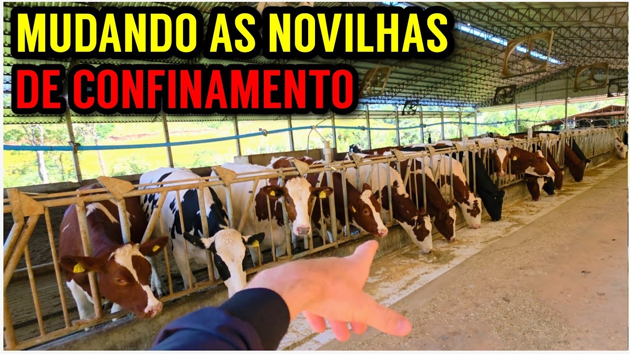 Dia de MANEJO DAS NOVILHAS no Compost barn (familia reunida trabalhando)