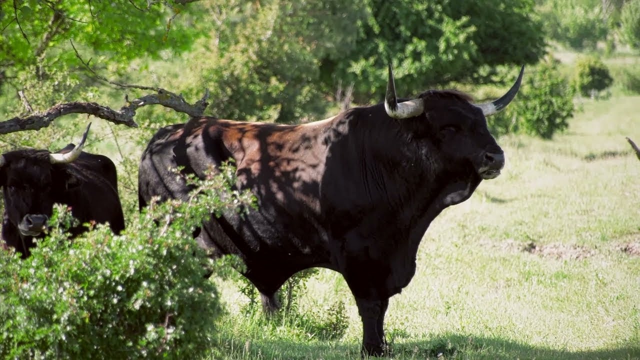 The beauty of the blossoming reserve of large ungulates