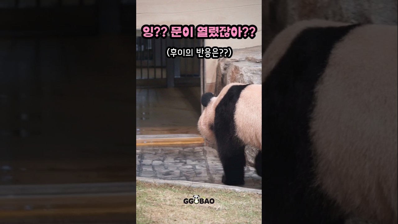 문이 열렸을때의 후이바오의 반응은?? #세컨하우스 #후이 #후이바오  #Huibao #Hui  #辉宝