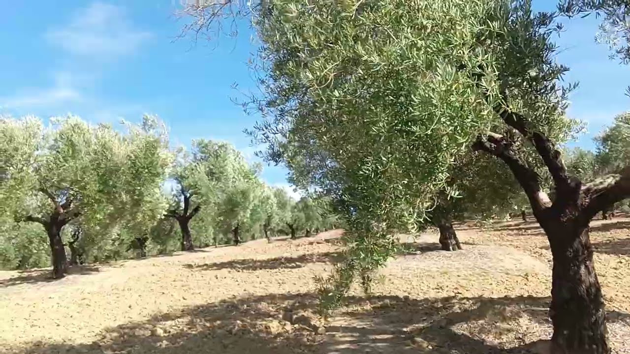 Daños por el vibro en las ramas a consecuencia de una poda inadecuada. Campiña de Córdoba.
