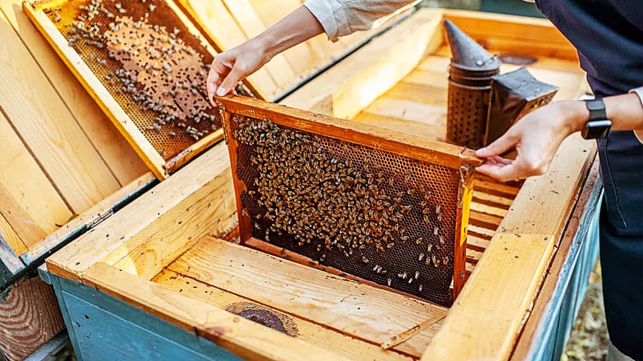 How Honey🍯 is Harvested in Ghana from a Bee Hive | Inside a Bee Hive #beekeeping #agriculture #bee