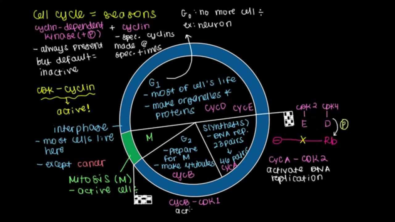 Cell Cycle Control