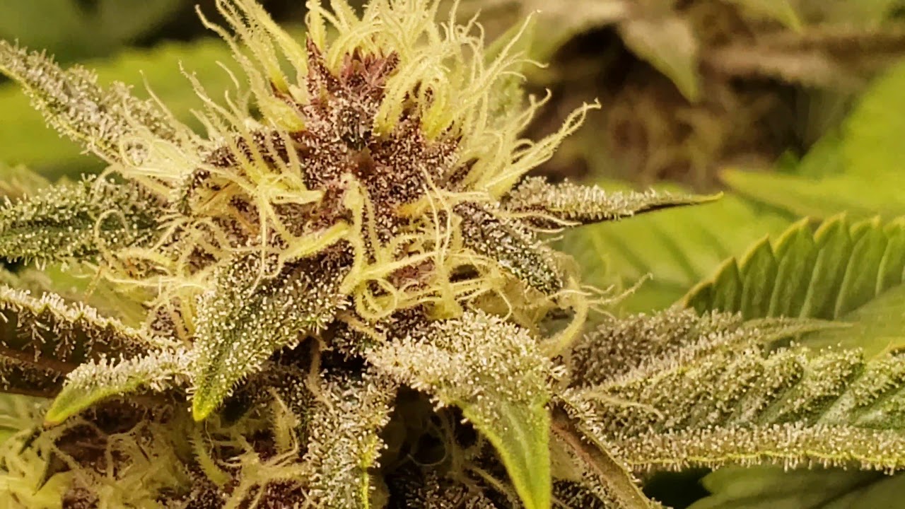 Pupil grow 8