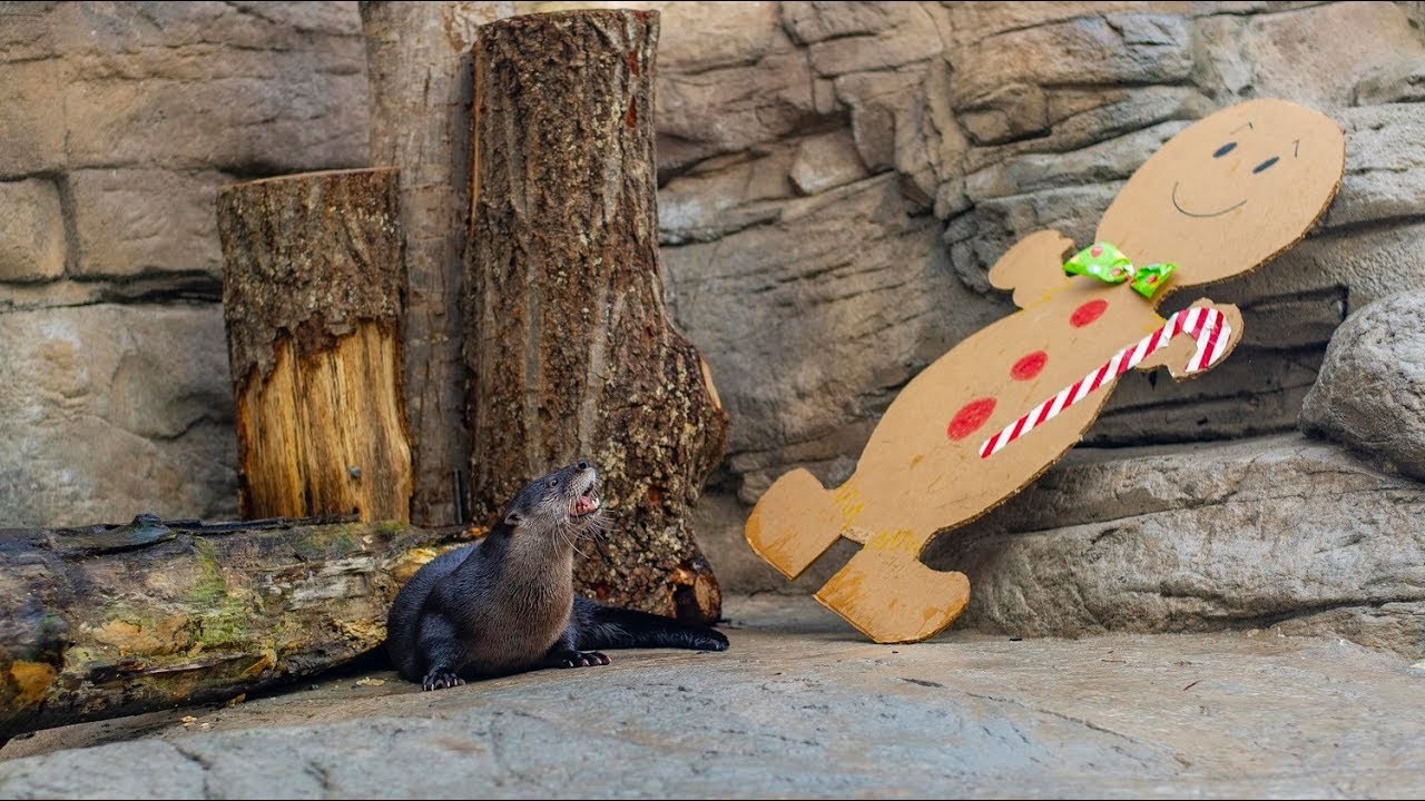 The Importance of Animal Enrichment