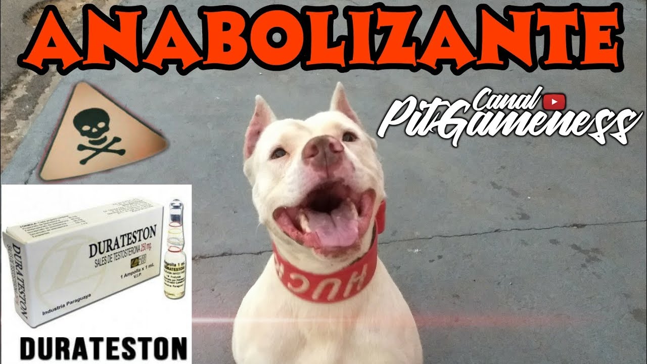 Anabolizante em Pit Bull...