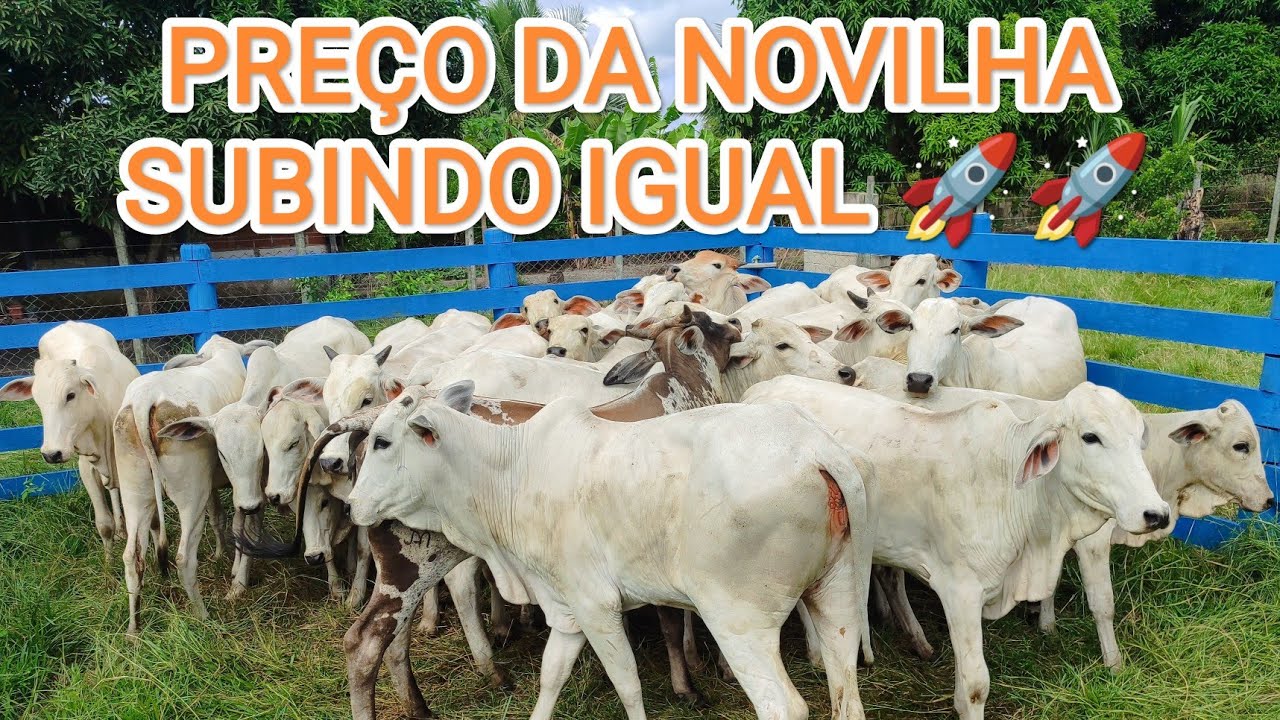PRE&Ccedil;O DA NOVILHA ATUALIZADO!! SUBINDO IGUAL 🚀🚀🚀🚀 !!!!