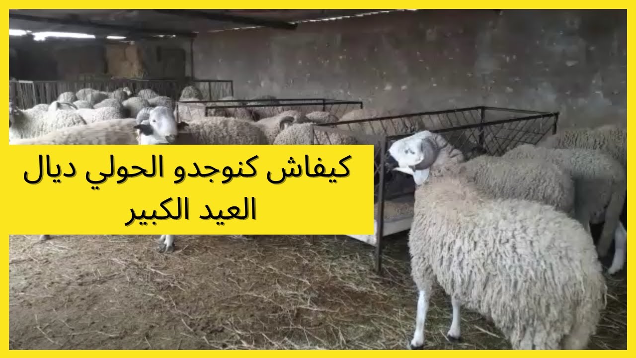 أجيو شوفو كفاش كنوجدو حولي الصردي ديال العيد. كاين الخير إن شاء الله