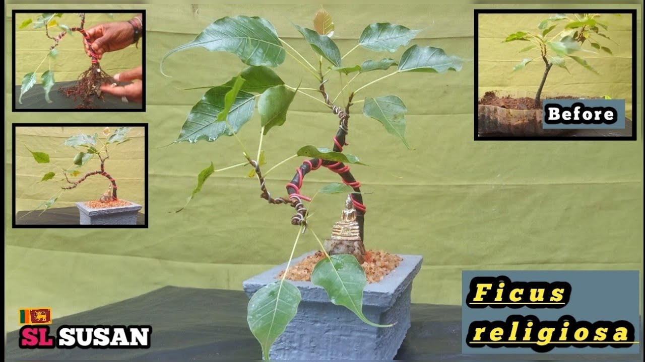 Ficus religiosa bonsai | bonsai story 36