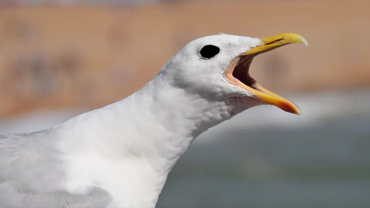 Seagull.Exe