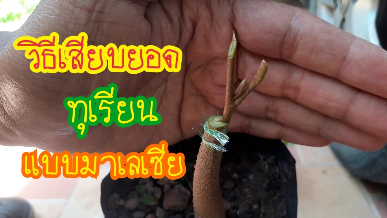 เสียบยอดทุเรียนแบบมาเลเซีย..ติด100%
