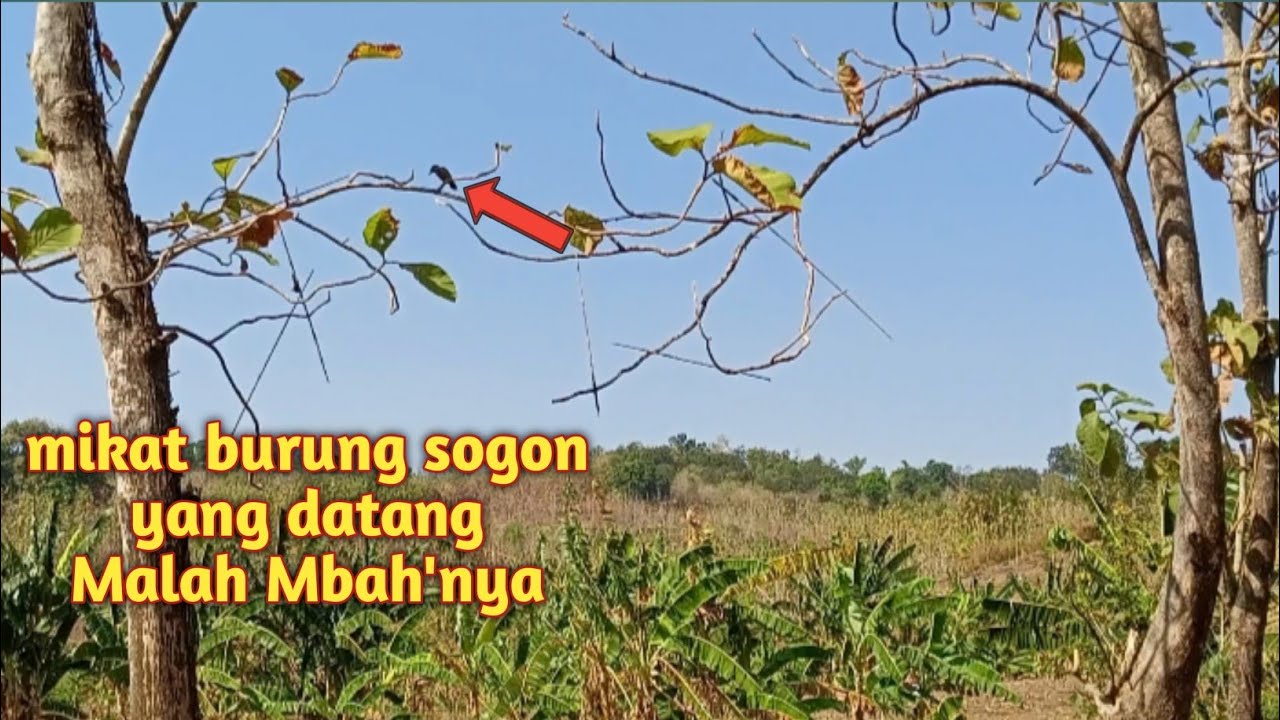 MIKAT BURUNG SOGON DIHUTAN JATI !! MALAH YANG DATANG MBAH'e,,!!