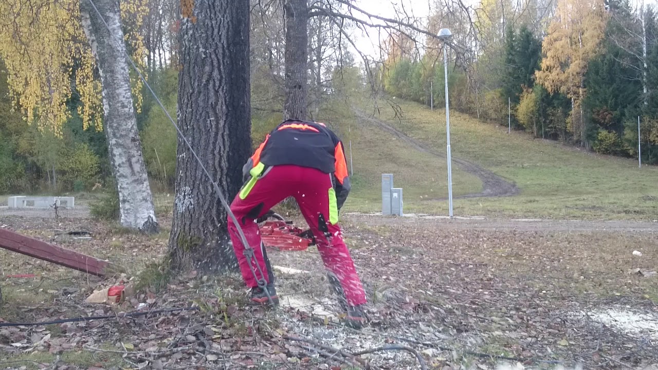 Fällning av brandskadade träd, felling fire damaged trees