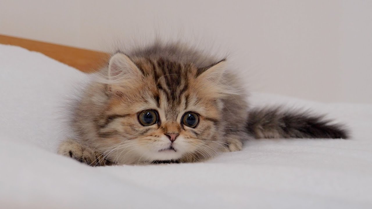 Играть с котятами зимой рискованно! !