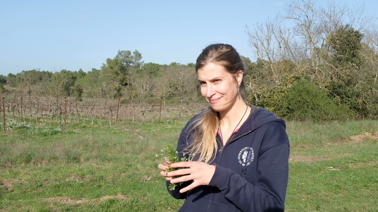 Ensalade avec toi | Manon - Stagiaire Coordination et médiation scientifique -  Cardamine hirsuta