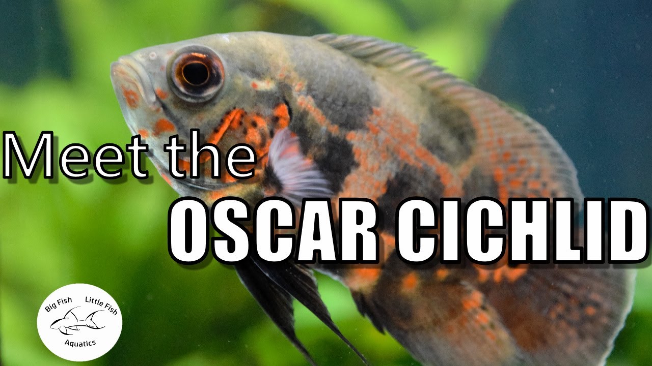 Meet the Oscar Cichlid | Species Profile