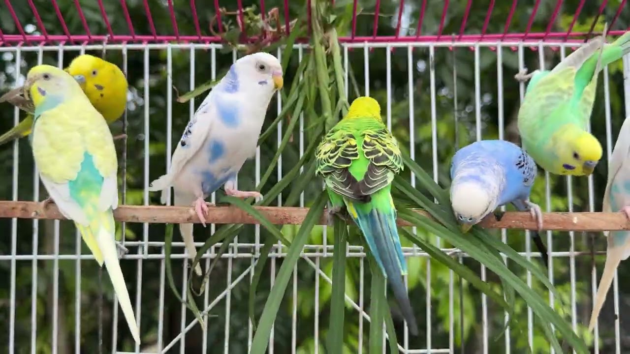 budgie singing to mirror