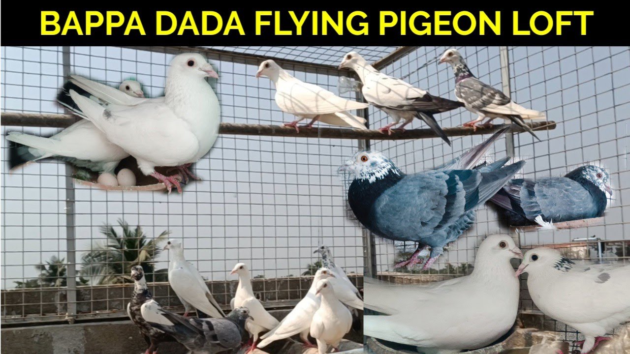 BAPPA DADAR FLYING PIGEON LOFT SHOKH KORUN