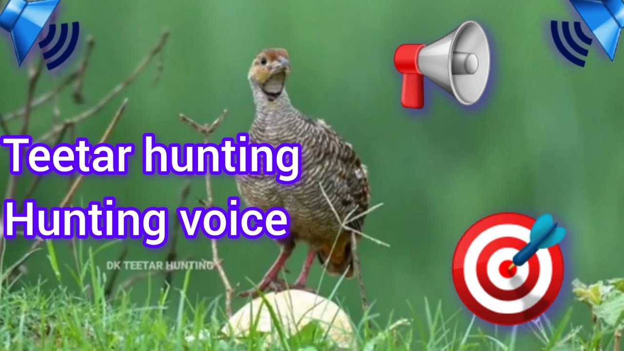 Teetar hunting sound mp3//jangle teetar voice 