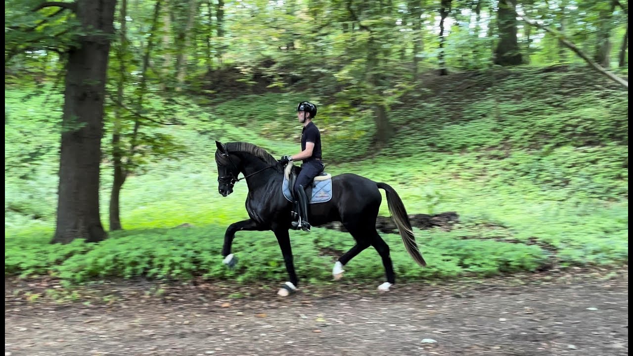 Hengst Bon Esprit