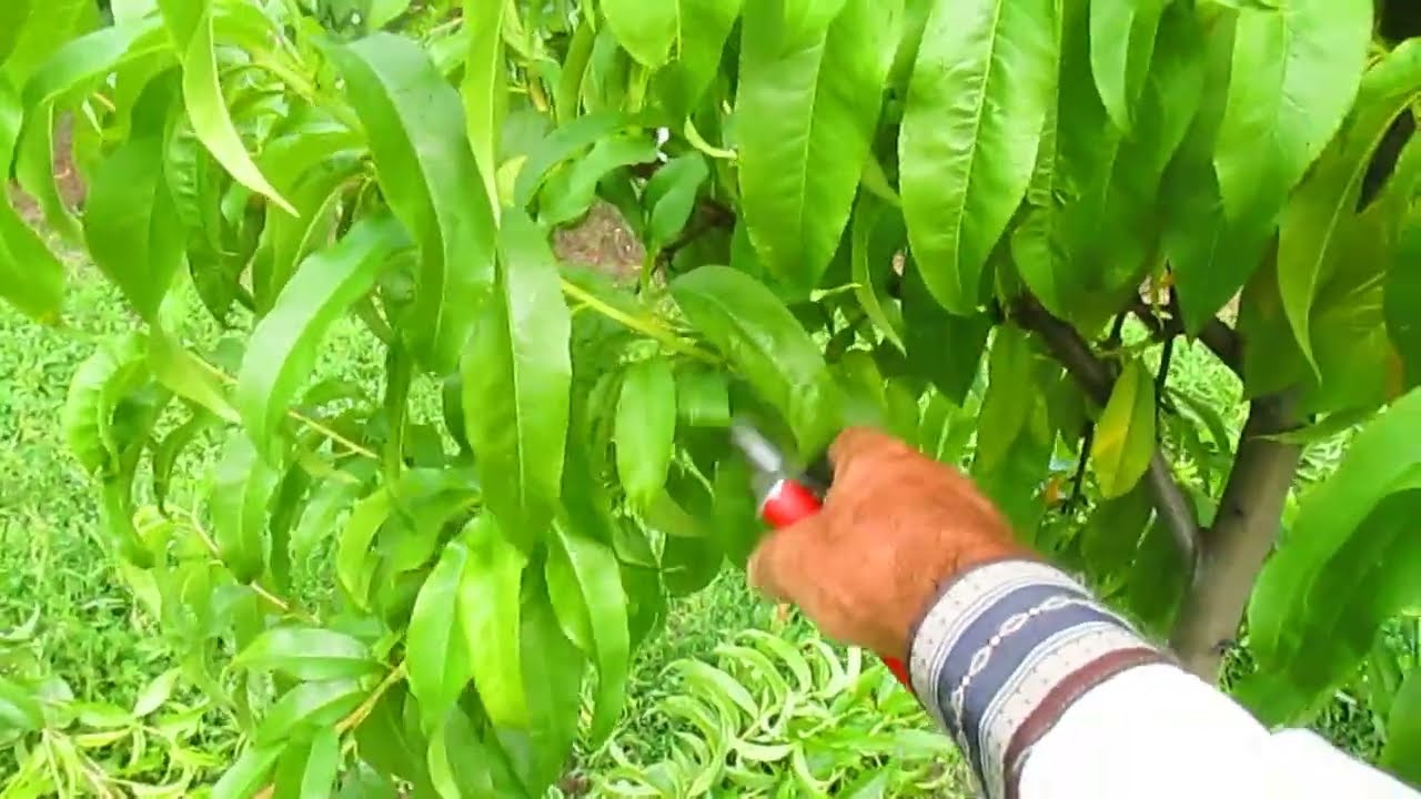 Важные моменты при обрезке персика весной и летом.