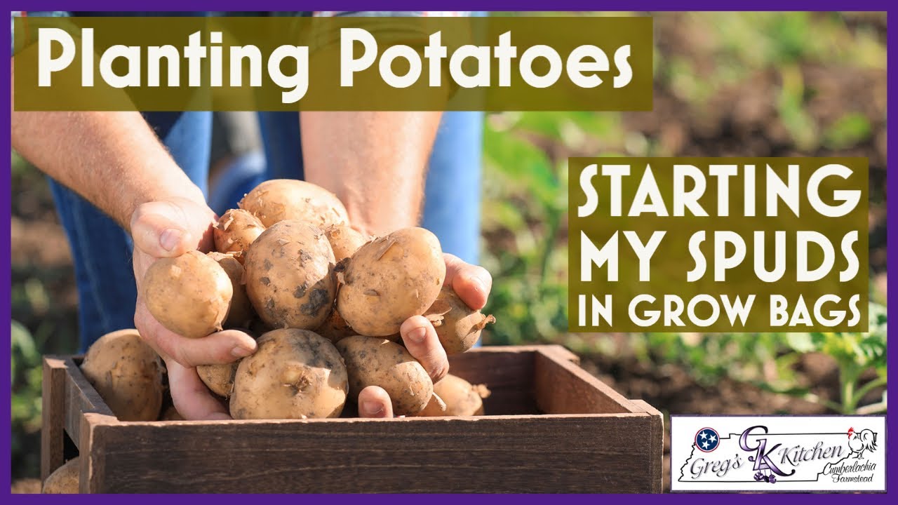 🥔How to Grow Potatoes in Grow Bags - Gardening