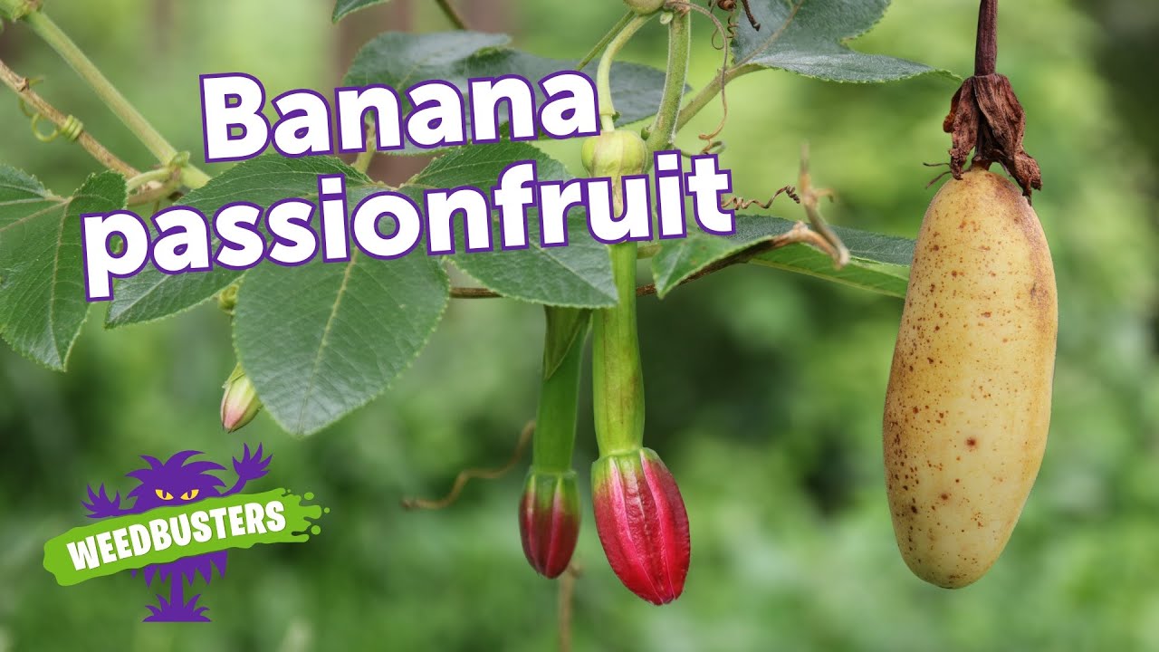 Banana passionfruit | Weed Wizard