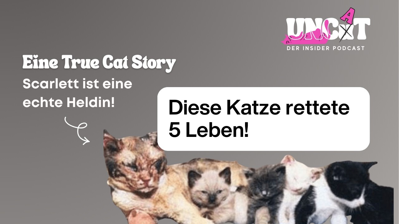 True Cat Stories: Scarlett – Die Katze, die ihre 5 Kitten aus dem Feuer rettete (Brooklyn 1996)