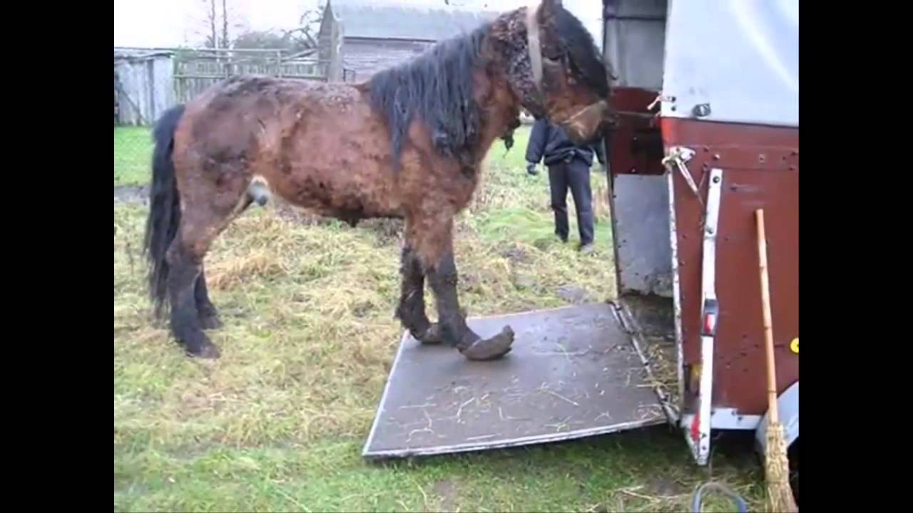 Pomóż Fundacji Tara