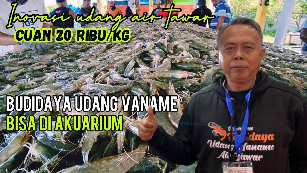 Peluang Untung dari Bisnis & Budidaya Udang Vaname Air Tawar Salinitas Rendah - Perhatikan Mineral