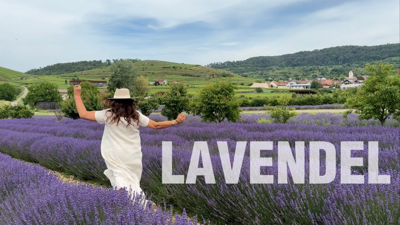 #20 Lavendel Special: DIY Lavendelöl, Lavendelsirup, Lavendel Hummus, Lavendeleis & wild Spinnen