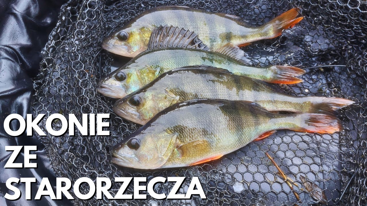 ZIMOWE ŁOWIENIE OKONI - OKONIE ZE STARORZECZA