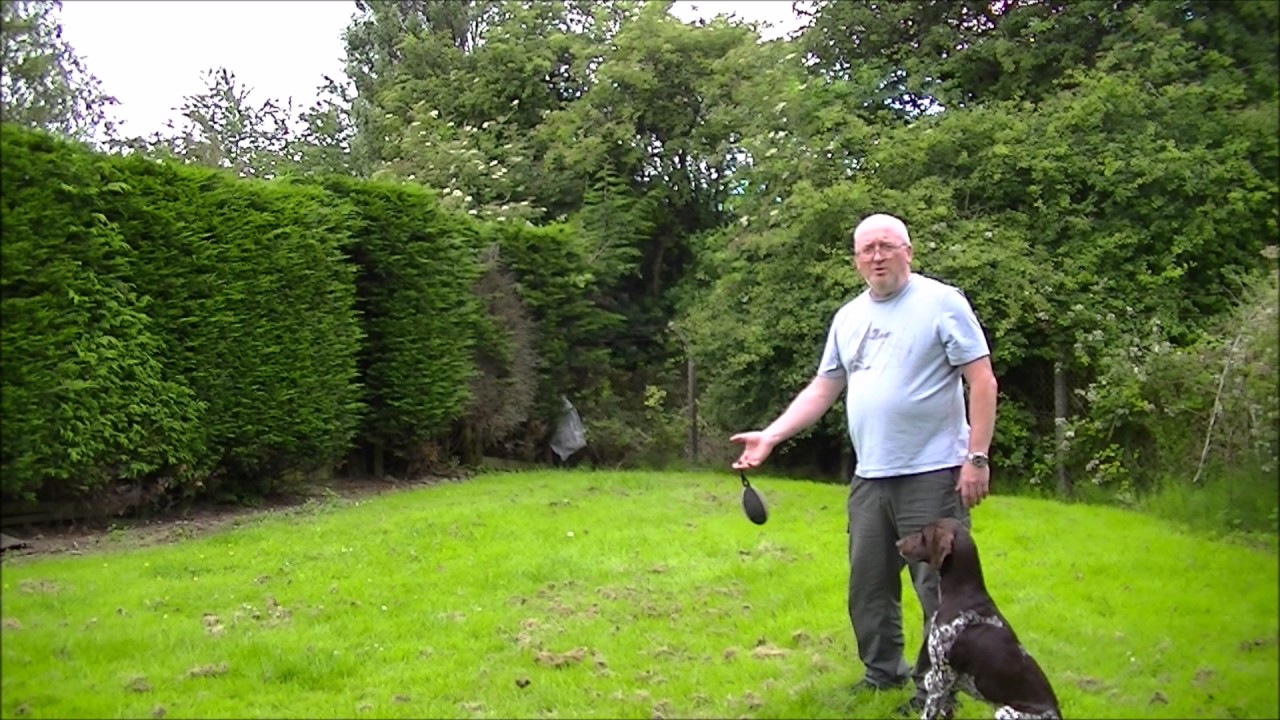 GSP Gundog Training, Dog not returning dummy to hand