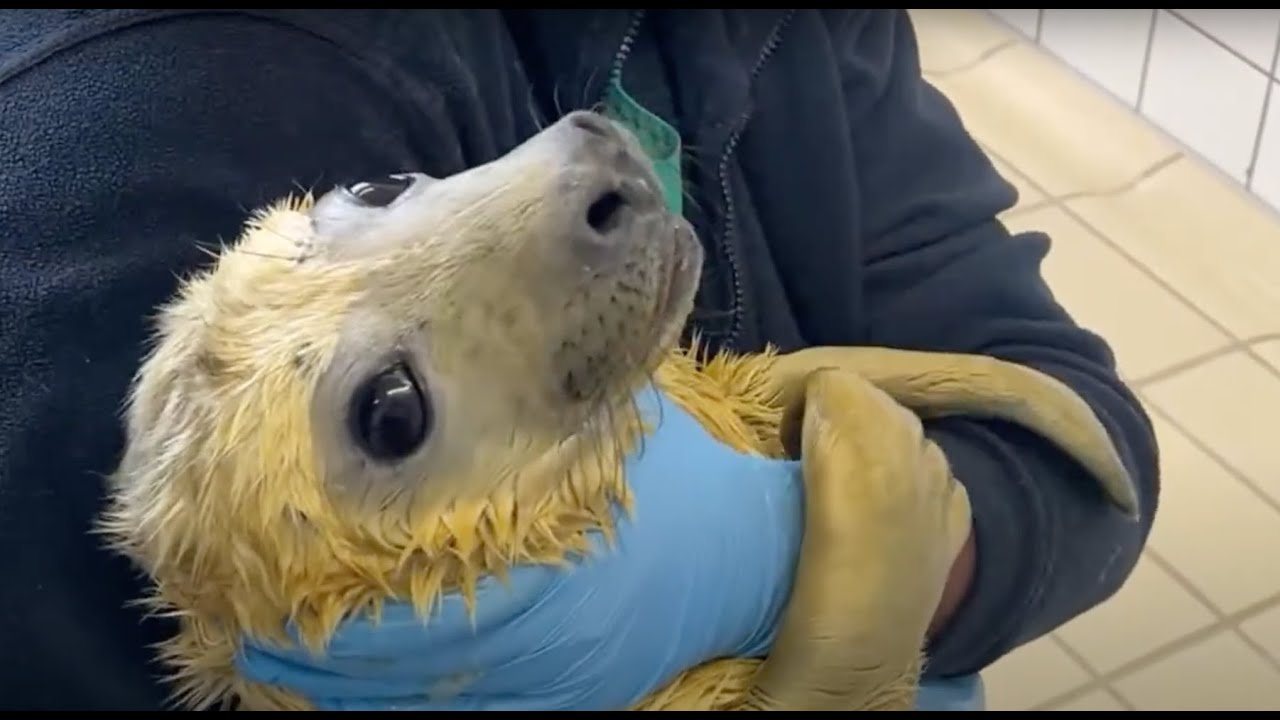 Feeding and belly button check of grey seals 🦭