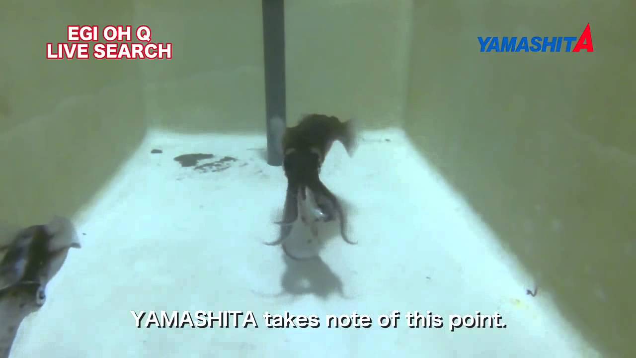 Squid Fishing Tips Yamashita EGI OH Q LIVE Yamashita  Warm Jacket   Live Series Jigs