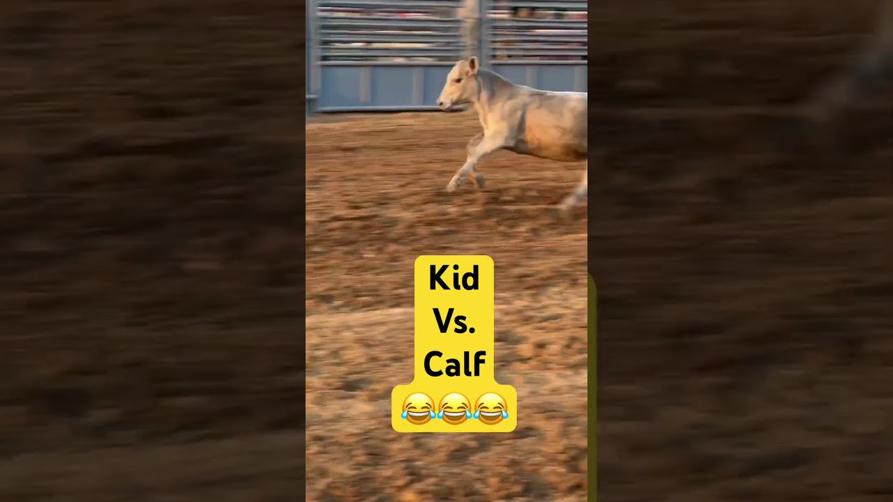 Kid vs. Calf Who won? 😂 Jefferson County Fair. #calf #humor #countyfair #humor #westvirginia #rodeo